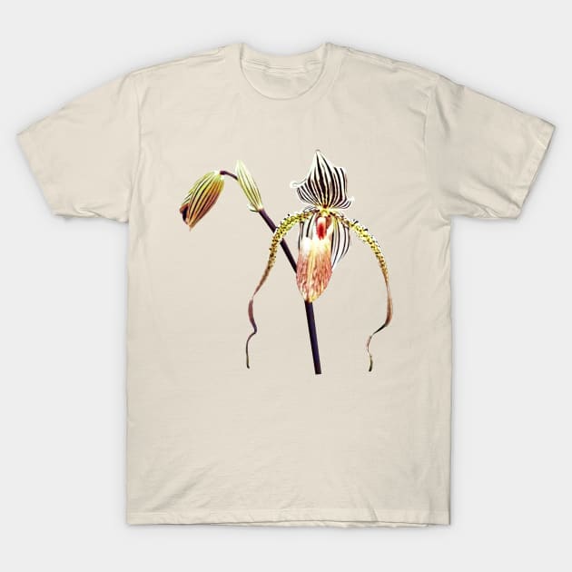 Orchid - Paph Taiwan T-Shirt by SusanSavad